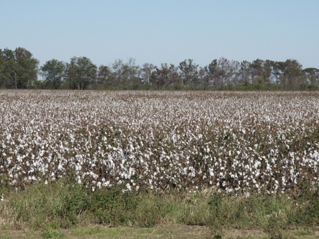 U.S. cotton leaders had asked Agriculture Secretary Tom Vilsack to declare cottonseed an oilseed and take other steps to help the industry. (DTN file photo)